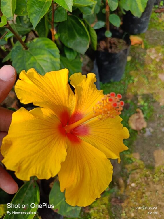 Austrian Yellow Hibiscus Flowers Plants