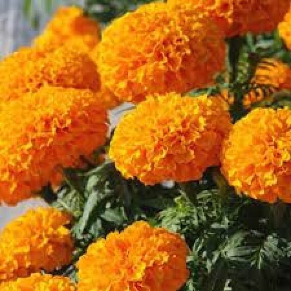 African Marigold (Orange) - Plant