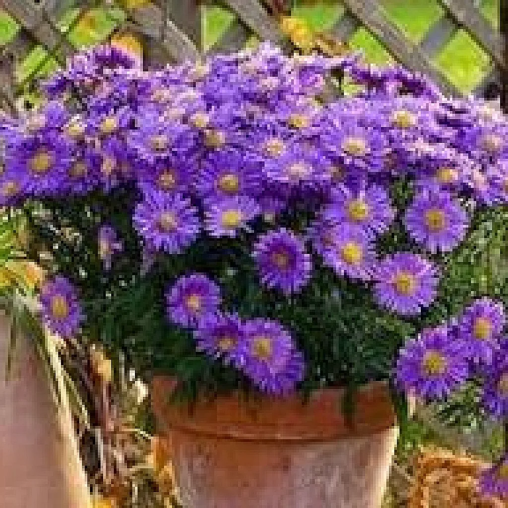 Aster (Violet) - Plant