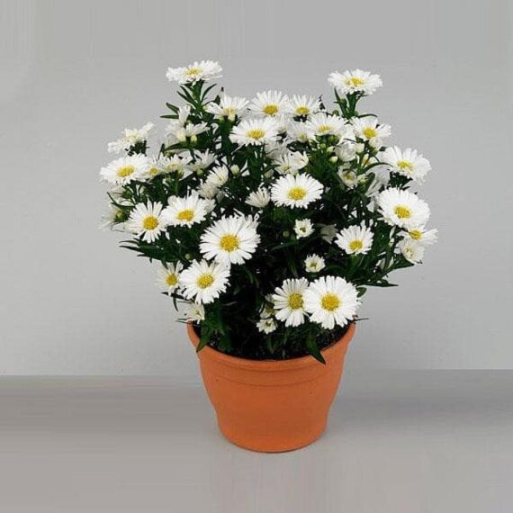 Aster (White) - Plant