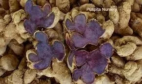 Puspita Nursery Black Ginger Plant