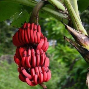 Tissu cultures Red Banana Fruit Plant