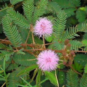 Chuimui, Touch Me Not Plant, Mimosa Pudica - Plant