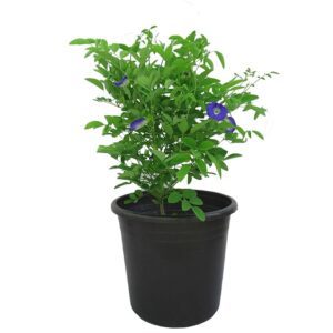 Clitoria Ternatea, Gokarna (Blue) - Plant