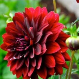 Dahlia (Red) - Plant