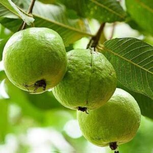 L-49 Guava-fruit plant