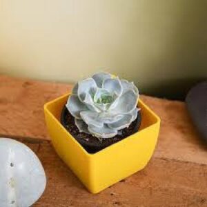Echeveria Elegans Rose - Succulent Plant