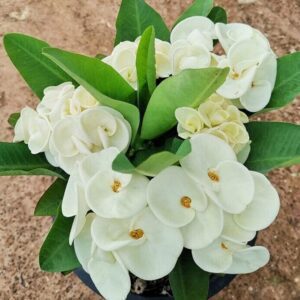 Euphorbia (White) - Succulent Plant