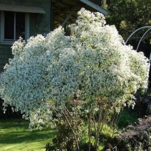 Euphorbia Leucocephala, Snowflake Euphorbia - Plant
