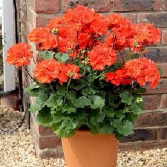 Geranium (Orange) - Plant