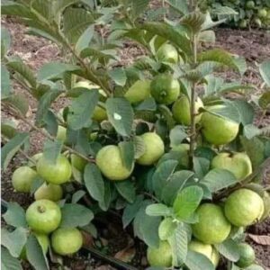 Thai 7 Guava-Fruit Plant