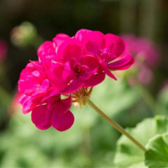 Geranium (Pink) - Plant