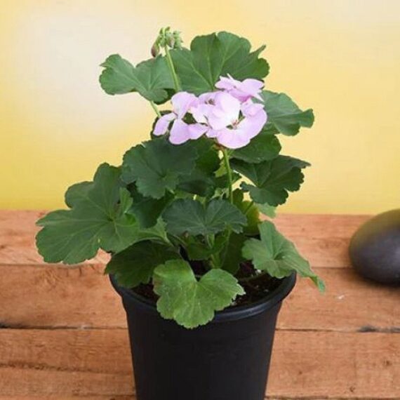 Geranium Ivy, Geranium Creeper (Baby Pink) - Plant