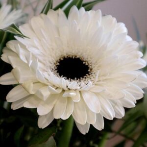 Gerbera (White) - Plant