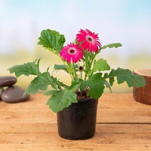 Gerbera Dark Pink Plant