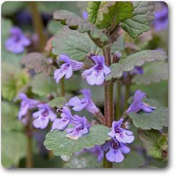 Ground-Ivy - Plant