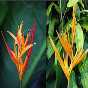 Heliconia Psittacorum Golden Tourch, Heliconia Lady Diana (Yellow) - Plant