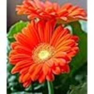 Gerbera (Orange) - Plant
