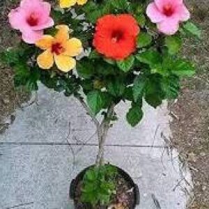 Hibiscus Gudhal Flower Plant Garden Live Plant Nursery Outdoor Living Plant (Multicolour)