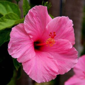 Hibiscus, Gudhal Flower (Pink) - Plant