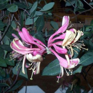 Honeysuckle, Lonicera (Pink Lemonade) - Plant