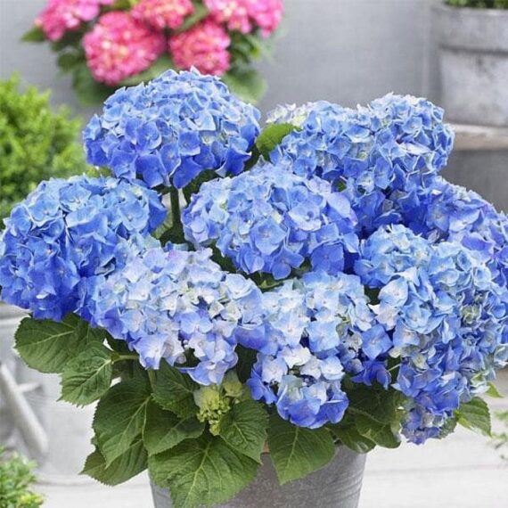 Hydrangea Macrophylla