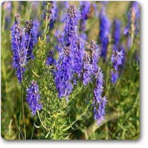 Hyssopus Officinalis - Plant