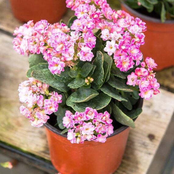 Kalanchoe (Light Pink) - Plant