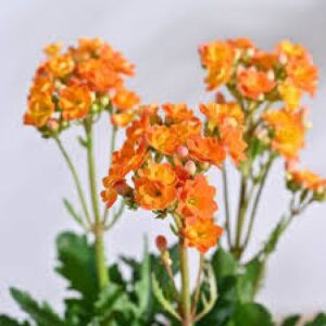 Kalanchoe (Orange) - Plant