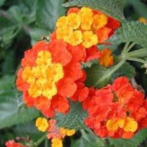 Lantana Camara (Red, Haldi Kumkum) - Plant
