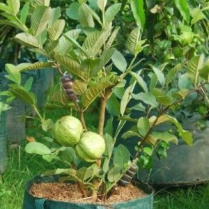 Thai KG Guava -Fruit Plants
