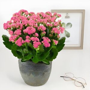 Kalanchoe (Pink) - Plant
