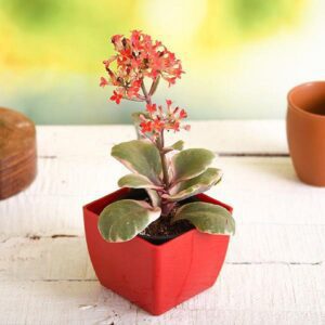 Kalanchoe Blossfeldiana (Variegated Tricolor) - Succulent Plant