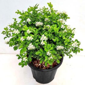 Kamini – Plant – Puspita Nursery