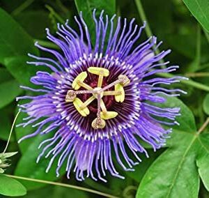 Krishna Kamal, Passion Flower, Passiflora Incarnata (Purple) - Plant
