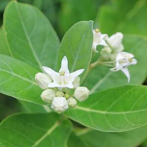 Puspita Nursery Safed Aak Live Plant, Calotropis Gigantea, White Madar
