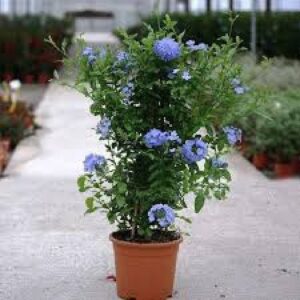 LeadWort - Plant