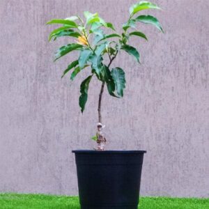 Michelia Champa, Son Champa ( Orange, Grafted ) - Plant