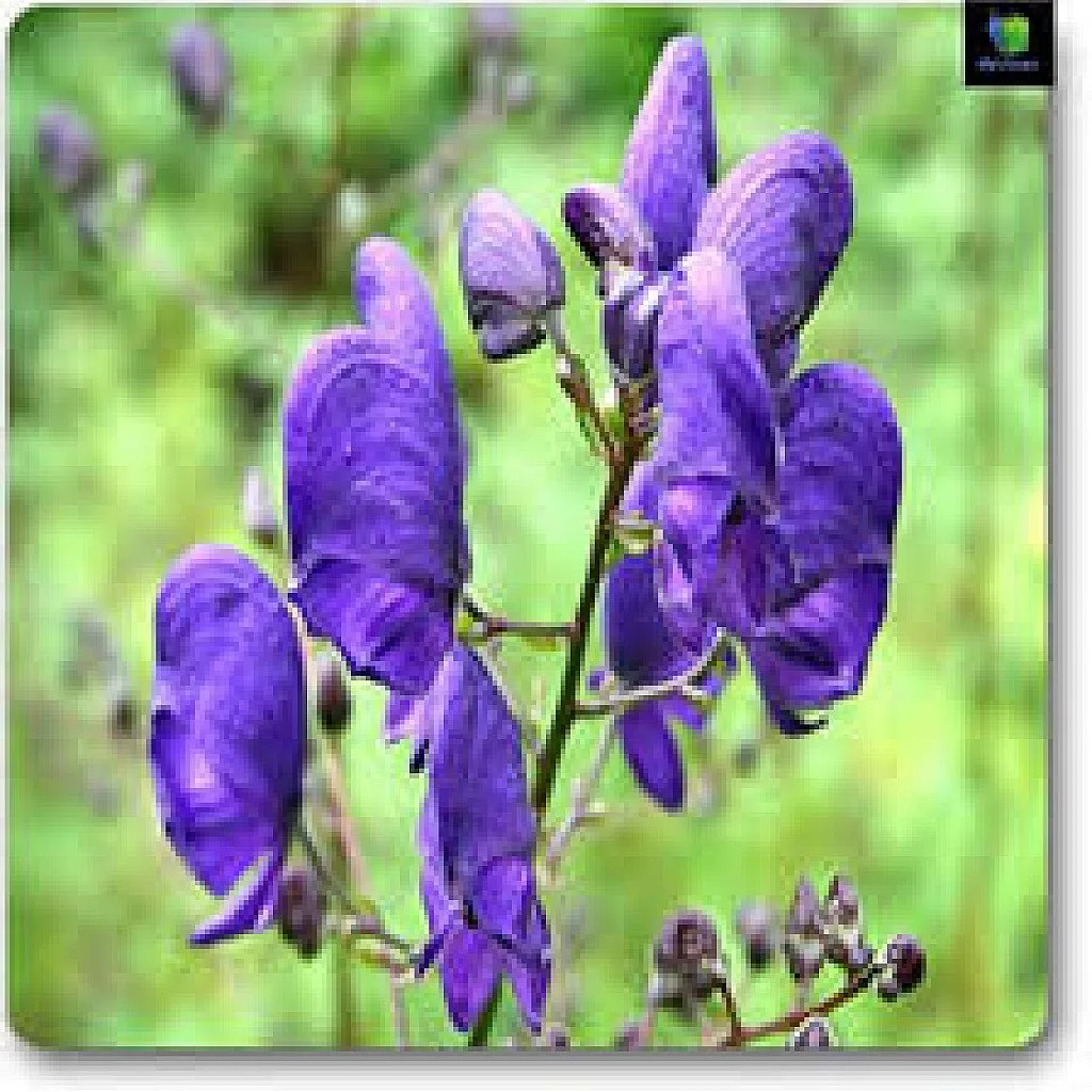 Monks Hood - Plant