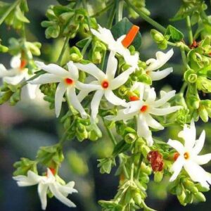 Parijat Tree, Parijatak, Night Flowering Jasmine - Plant