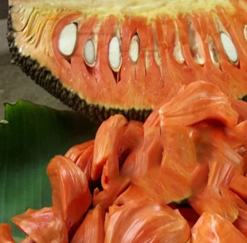Puspita Nursery Vietnam Jackfruit Plant – Fast Growing, High-Yield Tropical Fruit Tree for Home Gardens - Image 3