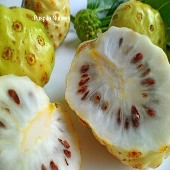 Nema Noni Fruit Plant