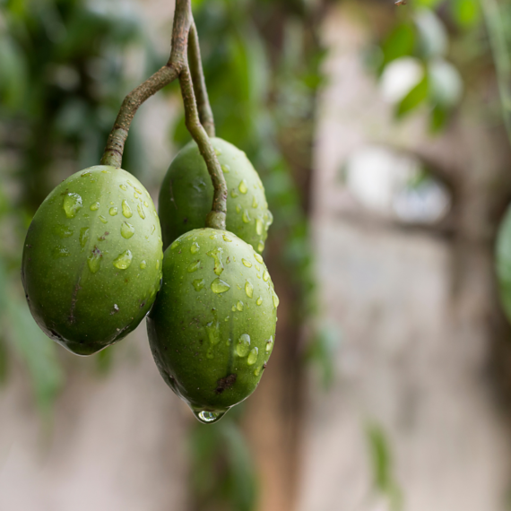 Thai Olive grafting fruit plant