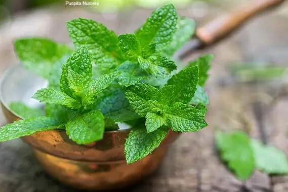 MINT(PUDINA)PLANT - Image 2