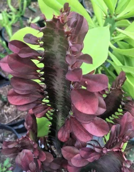 Puspita Nursery Real Variety Red Mansa Plant - Image 2