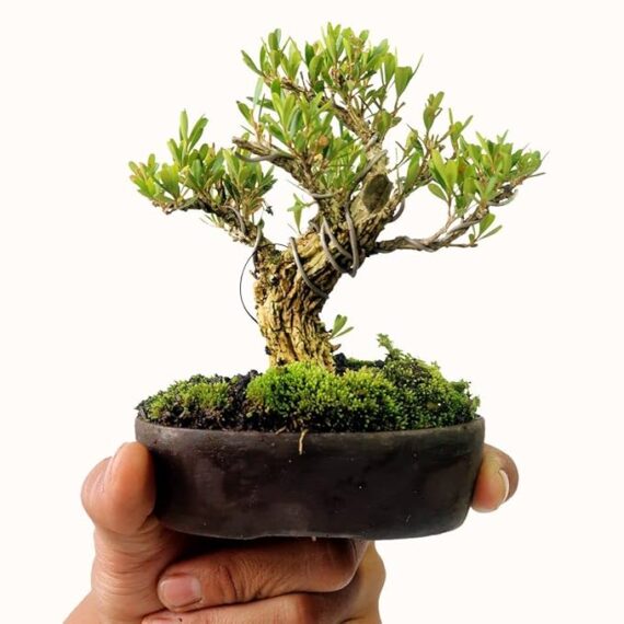 Puspita Nursery Boxwood Bonsai - Plant