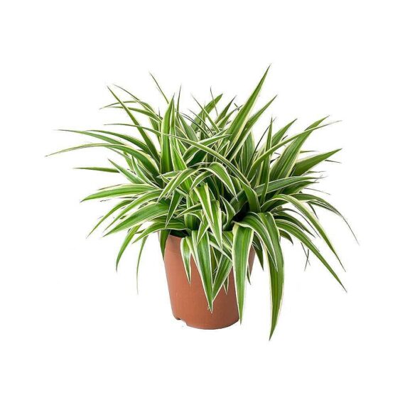 Puspita Nursery Chlorophytum Spider Plant