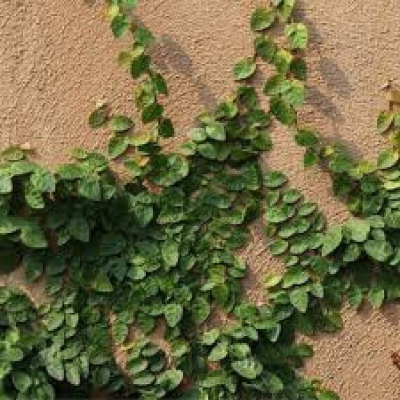 Creeping Fig Plant, Ficus Pumila - Plant