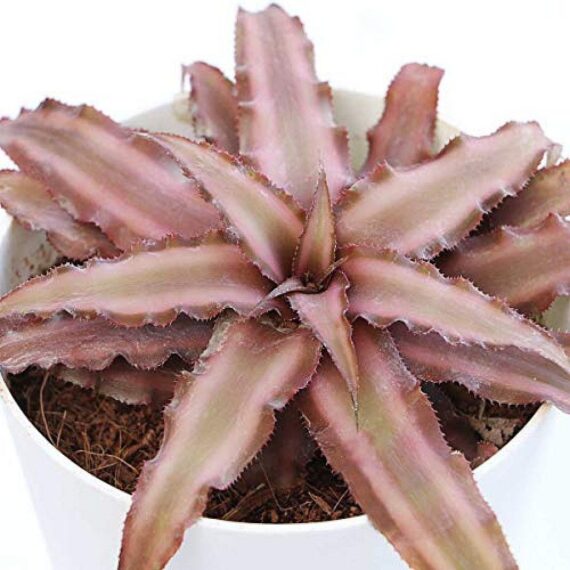 Cryptanthus Brown - Earth Star Plant With Pot