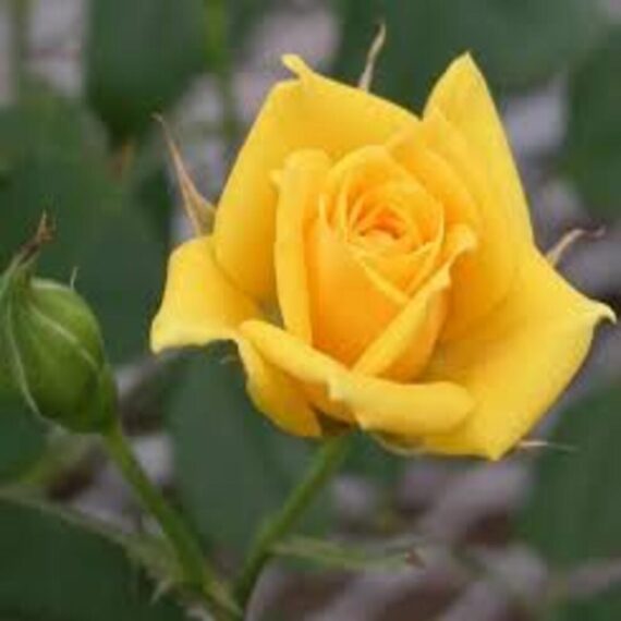 Rose (Yellow) - Plant